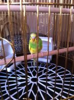 Лот: 6628607. Фото: 4. Красивая , большая клетка на подставке... Красноярск