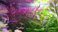 Лот: 11069667. Фото: 6. Людвигия Бривипес Ludwigia brevipes...