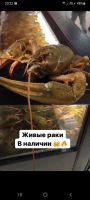 Лот: 16200330. Фото: 6. Раки живые- варёные !