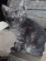 Лот: 22993413. Фото: 4. Милейшая кошечка сумашедшей раскраски... Красноярск