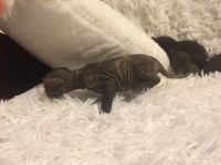Лот: 5673950. Фото: 2. котята донского сфинкса. Животные и уход