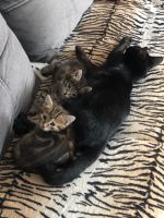 Лот: 20227113. Фото: 2. Котик. Животные и уход