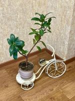 Лот: 25373755. Фото: 2. Фикус 75 см. Комнатные растения и уход