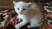Лот: 10079035. Фото: 2. Отдам котят. Животные и уход