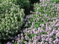 Лот: 1073039. Фото: 2. Тимьян лимонный - красиво и полезно. Семена, рассада, садовые растения