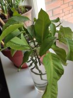 Лот: 17915158. Фото: 2. растения , отростки цитрусовые. Комнатные растения и уход