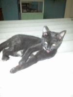 Лот: 3783169. Фото: 5. Котята домашние.По 3 мес.