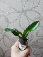 Лот: 16551805. Фото: 3. Орхидея Фаленопсис сорт Mimi/3... Растения и животные