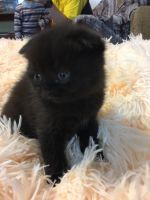 Лот: 8686186. Фото: 4. Шотландские котята. Красноярск