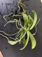 Лот: 16330836. Фото: 6. Орхидея. Фалинопсис-мини. Фиолетовый...
