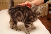 Лот: 2246387. Фото: 2. Отдам котенка в добрые руки. Животные и уход
