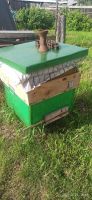 Лот: 16313286. Фото: 2. Пчелосемьи с ульями и медом (около... Растения и животные