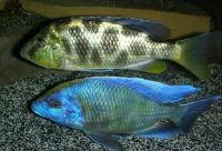 Лот: 16202572. Фото: 3. Леопард золотой (Nimbochromis... Растения и животные