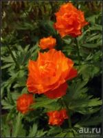 Лот: 9743661. Фото: 4. Жарки . Купальница Азиатская... Красноярск