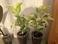 Лот: 20581848. Фото: 3. фикус мунлайт. Растения и животные