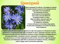 Лот: 10522524. Фото: 4. Мята и цикорий с Кавказа лечебный...