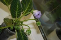 Лот: 4433084. Фото: 7. Глоксиния фиолетовая простая 5...