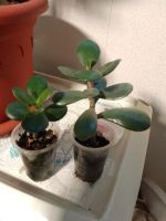Лот: 10125500. Фото: 2. Крассула овальная (Crassula Ovata... Комнатные растения и уход