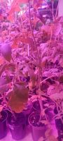 Лот: 22181881. Фото: 2. Рассада томатов Ранняя любовь... Семена, рассада, садовые растения