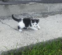 Лот: 16174524. Фото: 2. кошка, котенок отдам. Животные и уход