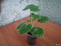 Лот: 13594004. Фото: 2. Пеларгония. Комнатные растения и уход