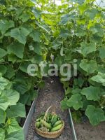 Лот: 25766334. Фото: 11. 1-комн. дача , Красноярск 3-я...
