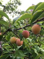 Лот: 7834324. Фото: 2. Слива красная садовая. С куста... Продукты