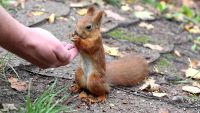 Лот: 4528215. Фото: 2. Кедровый орех - свежий, вкусный... Продукты