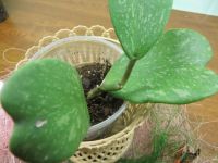 Лот: 4229667. Фото: 3. Хойя /Hoya kerrii spotted leaves. Растения и животные