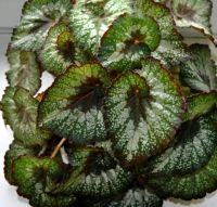 Лот: 18442328. Фото: 3. Бегонии декоративные. Для дачи, дома, огорода, бани, парка