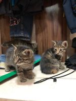 Лот: 18033268. Фото: 5. Котята ищут дом