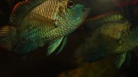 Лот: 11370836. Фото: 4. Хромис неоновый (Hemichromis sp... Красноярск