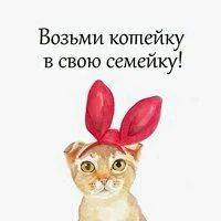 Лот: 11194265. Фото: 3. Кот Нафаня ищет дом. Растения и животные