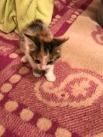 Лот: 10299636. Фото: 4. Котята. Красноярск