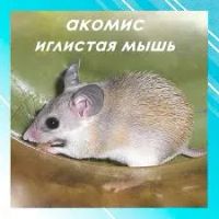 Лот: 25525364. Фото: 4. Акомис по 2 самца бесплатно. Красноярск