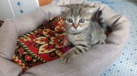 Лот: 9897648. Фото: 4. Котята шотландские. Красноярск