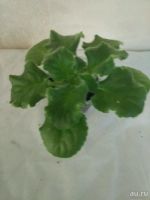 Лот: 13757820. Фото: 2. Фиалка Iceberg (LLG/Sorano). Айсберг... Комнатные растения и уход