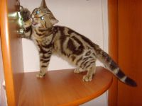 Лот: 3868663. Фото: 6. Британские котята (мальчик с документами...