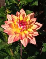 Лот: 1817036. Фото: 4. Георгины. 3разных сортовых георгина... Красноярск