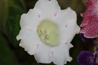 Лот: 3077558. Фото: 2. Глоксиния 37 (цветёт). Комнатные растения и уход