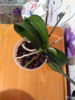 Лот: 8579722. Фото: 2. орхидея. Комнатные растения и уход