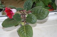 Лот: 2889148. Фото: 2. Глоксиния 30 (цветущее растение... Комнатные растения и уход