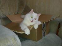 Лот: 4795911. Фото: 7. Отдам кошку, похожа на Турецкую...