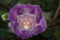 Лот: 4250305. Фото: 7. Глоксиния тигрина блу (с горшком...