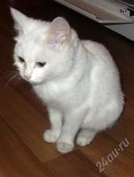 Лот: 561376. Фото: 3. Подарим котят!:)))). Растения и животные