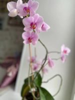 Лот: 15313371. Фото: 6. Орхидея