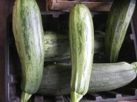 Лот: 7872724. Фото: 4. Кабачки свежие