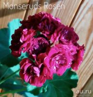 Лот: 10362655. Фото: 3. Зональная пеларгония 'Monseruds... Растения и животные