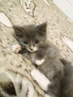 Лот: 12035673. Фото: 6. Подарю котят