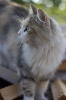 Лот: 5668525. Фото: 3. Красивая стерилизованная кошка... Растения и животные